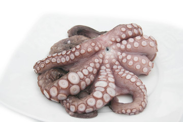 Polipo fresco su piatto su sfondo bianco