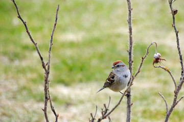 American Tree Sparrow in Rose Bush