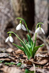 Spring snowdrop flowers blooming in sunny day