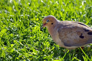 Winking Dove