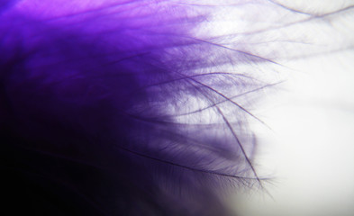 Violet bird feathers decoration background macro photo
