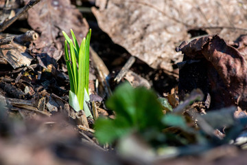 Sprouted spring flowers daffodils in early spring garden