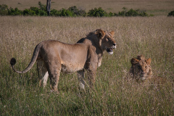 Lions in in Maasai Mara, Kenya