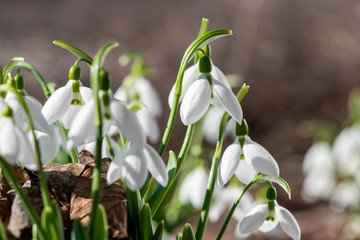 Spring snowdrop flowers blooming in sunny day