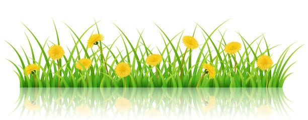Horizontal spring banner with green grass, yellow dandelion flower, isolated on white. Realistic illustration with reflection for background.