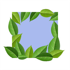 Leaf frame on square, blue background. Square shape cut from white paper, with green leaf under and on it. For nature background