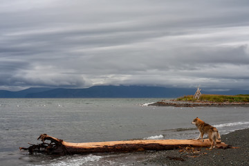 Naklejka premium The dog on the beach. The sea of Okhotsk. Magadan oblast. The Koni Peninsula. Russia.