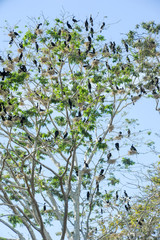 Bird island on the lake of Suchitlan near Suchitoto