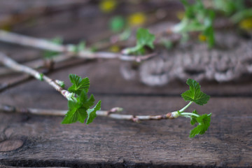 Spring branch with green leaves on a wooden
