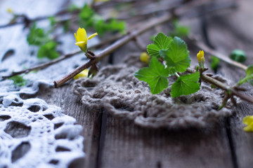 Spring branch with green leaves on a wooden