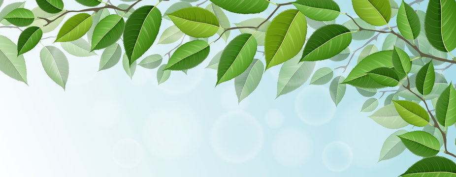 Horizontal tree branch banner with green leaf, and blue sky in background. For horizontal banner or nature related design