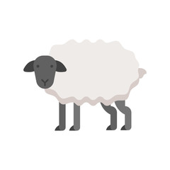 Vector flat style illustration of sheep.