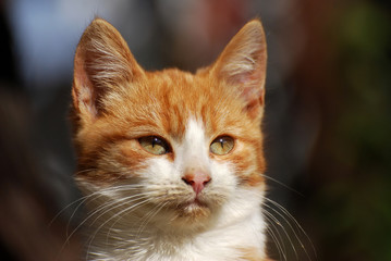 Yellow and white farm kitten