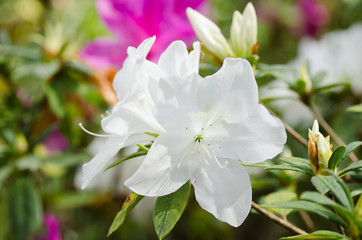 White Azalea flower blossom in spring