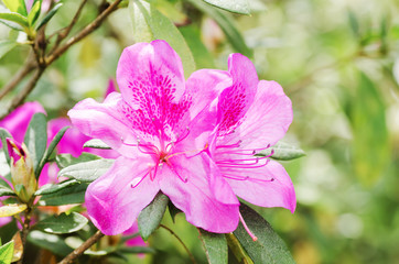 Pink Azalea flower blossom in spring