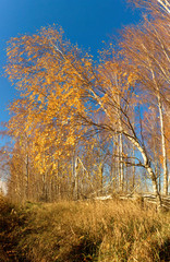 white birch grove on blue sky in early spring
