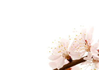 branch of blossoming cherry on a white background