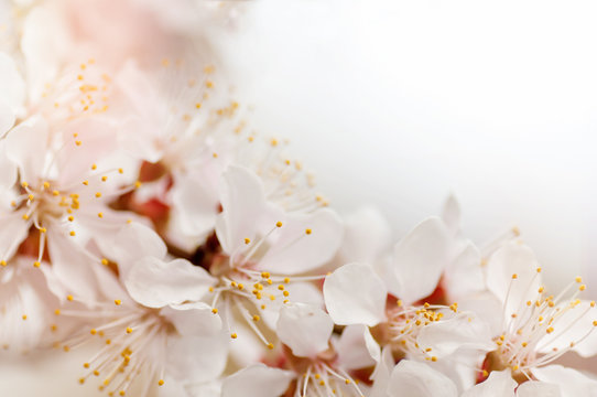 branch of a blooming cherry background
