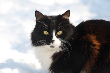 Black Siberian Cat resting in the snow
