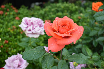 The pink rose in the morning light