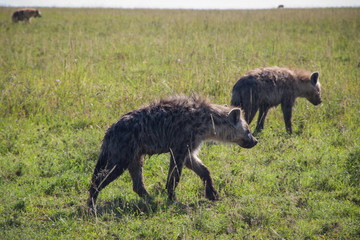 Hyenas in Maasai Mara, Kenya