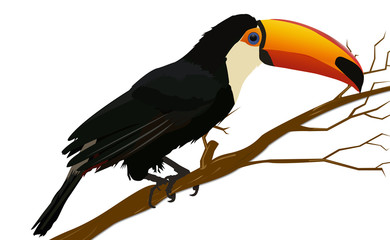 Toucan Bird Sitting on Tree Branches, Big American Bird Illustration, Isolated on White Background