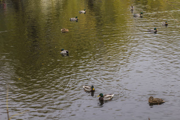 wild ducks swimming on the lake