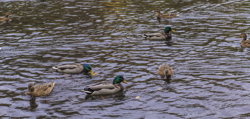wild ducks swimming on the lake