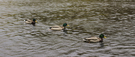 wild ducks swimming on the lake