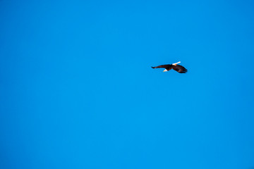 Bald eagle flying in a clear blue sky.