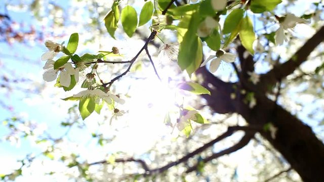 Beautiful spring trees in blossoms isolated over bright blue sky background with sun shine through white flowers on branches. Hd video footage.