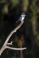 A male Belted Kingfisher perches on a dead tree in front of a dark background on a bright sunny day.