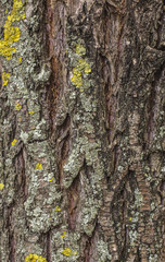 texture of tree bark with moss