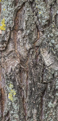 texture of tree bark with moss