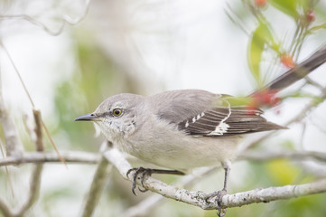 A Northern Mockingbird perches on a small branch with green leaves around it on an overcast day.