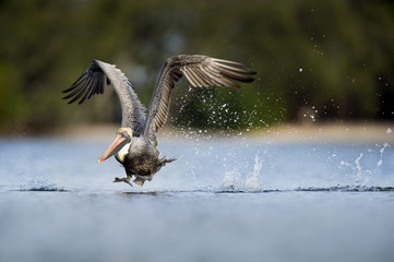 A Brown Pelican runs over the surface of the water during a takeoff splashing water everywhere.