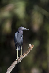 An adult Little Blue Heron perches on a dead tree on a bright sunny day with a darker background.
