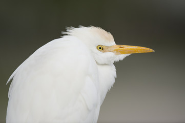 A close up portrait of a Cattle Egret in front of a smooth green background with soft overcast light.