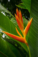 orange tropical flower