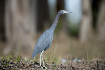 An adult Little Blue Heron stalks along a shoreline hunting for small fish on a sunny day.