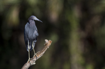 An adult Little Blue Heron perches on a dead tree on a bright sunny day with a darker background.