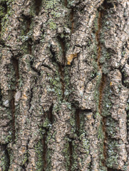 texture of tree bark with moss
