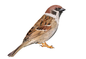 Sparrow illustration. Sparrow Isolated on White Background
