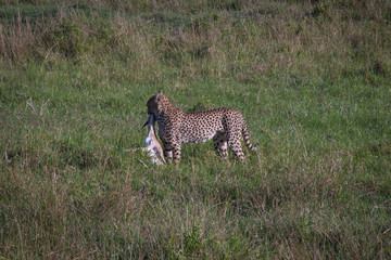 Cheetah Hunting Prey in Maasai Mara, Kenya
