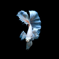 Pink fighting fish isolated on black background