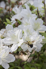 Bumblebee with Blooming White Azalea