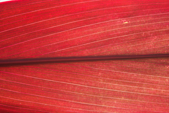 Red Tropical Leaf
