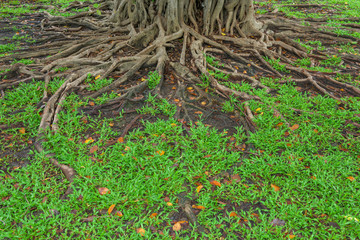 Roots of a tree and green grass background