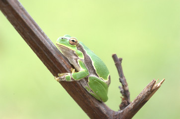 Laubfrosch an Ast