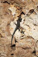 A lizard on a stone wall in Dubrovnik, Croatia